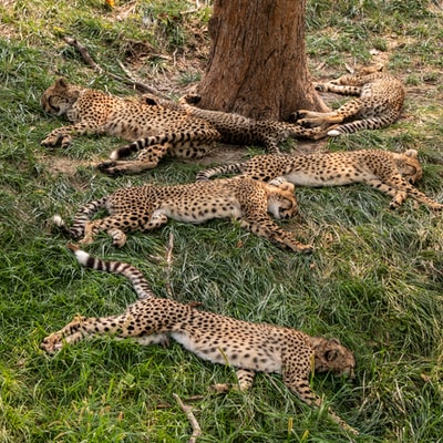 六个豹幼崽躺在树的旁边
